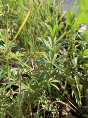 Galium aparine