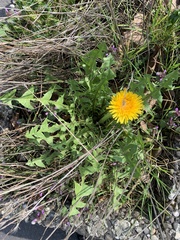 Taraxacum