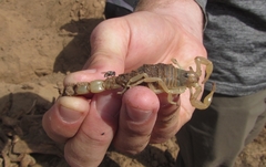 Androctonus dekeyseri