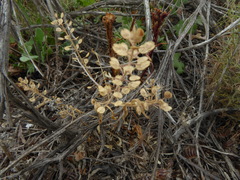 Lepidium lasiocarpum