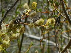 Litocala sexsignata