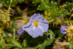Solanum hystrix