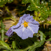 Solanum hystrix - Photo (c) Tim Hammer,  זכויות יוצרים חלקיות (CC BY), הועלה על ידי Tim Hammer