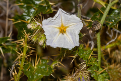 Solanum hystrix
