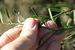 Citrus glauca
