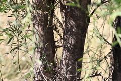 Citrus glauca