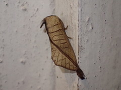 Peratodonta heterogyna