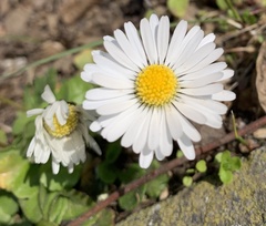 Bellis perennis