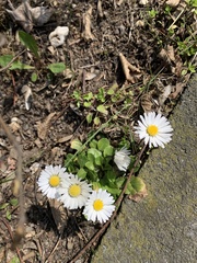 Bellis perennis
