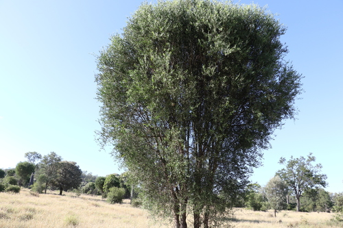 Desert lime (Citrus glauca)
