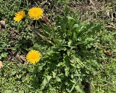 Taraxacum