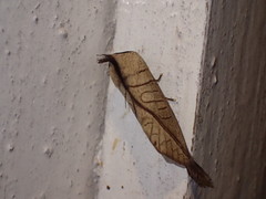 Peratodonta heterogyna