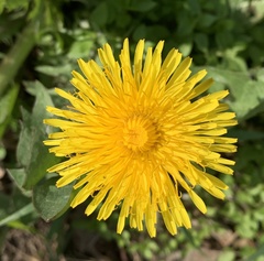 Taraxacum