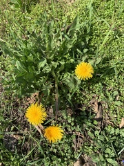 Taraxacum