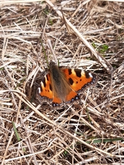 Aglais urticae