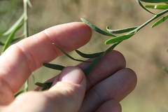 Citrus glauca