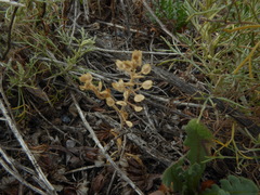 Lepidium lasiocarpum