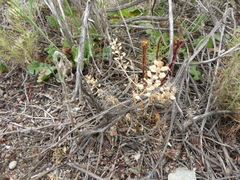 Lepidium lasiocarpum