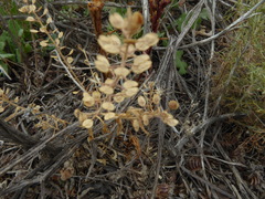 Lepidium lasiocarpum