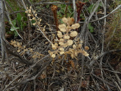 Lepidium lasiocarpum