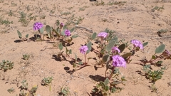 Abronia villosa