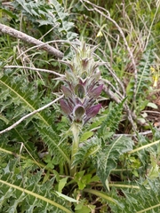 Acanthus syriacus