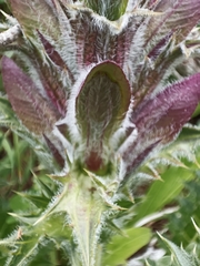 Acanthus syriacus