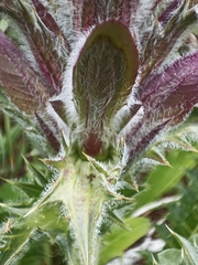 Acanthus syriacus
