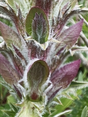 Acanthus syriacus