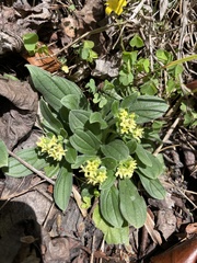 Lithospermum tuberosum