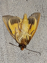 Gonodonta sicheas