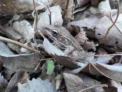 Lithobates blairi