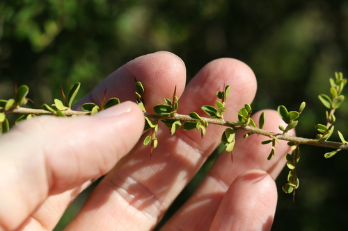 Image of Pittosporum spinescens by (c) Greg Tasney, some rights reserved (CC BY-SA)