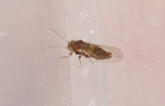 Heteropsylla