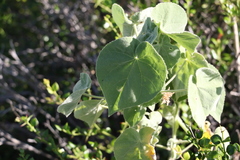 Abutilon auritum