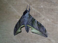 Acanthosphinx guessfeldti