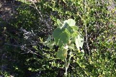 Abutilon auritum