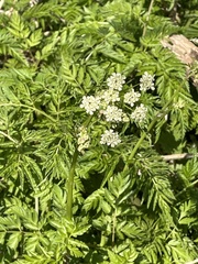 Anthriscus sylvestris