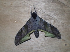 Acanthosphinx guessfeldti