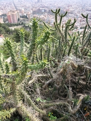 Senecio angulatus