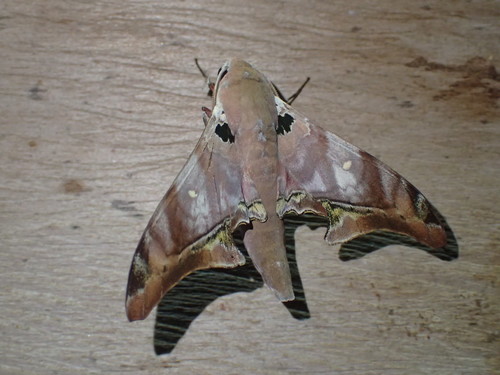 Polyptychus lagnelae (Polyptychus lagnelae)