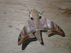 Polyptychus lagnelae