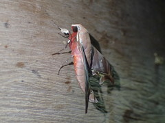 Polyptychus lagnelae