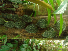 Piper porphyrophyllum