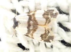 Thallarcha albicollis