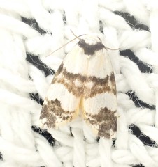 Thallarcha albicollis