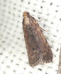 Mimaglossa nauplialis