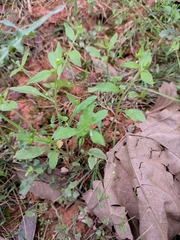 Bothriospermum zeylanicum