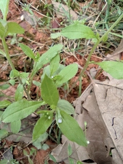 Bothriospermum zeylanicum