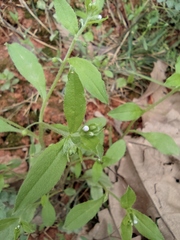 Bothriospermum zeylanicum